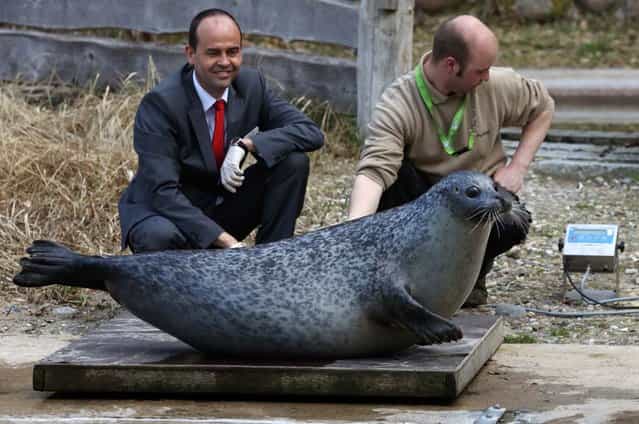 Seal [Susanne] sits on the scales as her keeper Lars Purbst (R) and Thomas Metzke from the sponsoring OstseeSparkasse bank look on, April 15, 2013 during a spring check at the Zoo in Rostock, northeastern Germany. [Susanne] is weighing 104 kilos. (Photo by Bernd Wuestneck/AFP Photo)