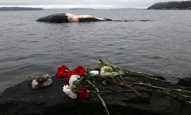 Flowers are left on a rock for a dead fin whale that washed ashore at Ed Munro Seahurst Park in Burien, Washington, on April 15, 2013. (Photo by Ellen M. Banner/The Seattle Times)