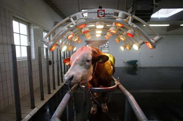 A breeding bull stands under infrared lights, used to relax his muscles, at an artificial insemination centre in the village of Hohenzell, Upper Austria April 13, 2013. The centre exports cattle semen to more than 52 countries worldwide. (Photo by Leonhard Foeger/Reuters)
