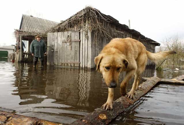 A dog and a woman are seen in a flooded courtyard as water from the Prypyat river overflows its banks during spring flooding in the village of Khlupin, some 270 km (168 miles) south of Minsk, Belarus, on April 15, 2013. (Photo by Vasily Fedosenko/Reuters)