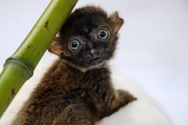 [Dimbi], a blue-eyed black lemur cub (Eulemur flavifrons) is pictured at the zoo of Mulhouse, northeastern France, on April 19, 2013. There's currently less than 2,000 blue-eyed black lemurs into the wild. (Photo by Sebastien Bozon/AFP Photo)