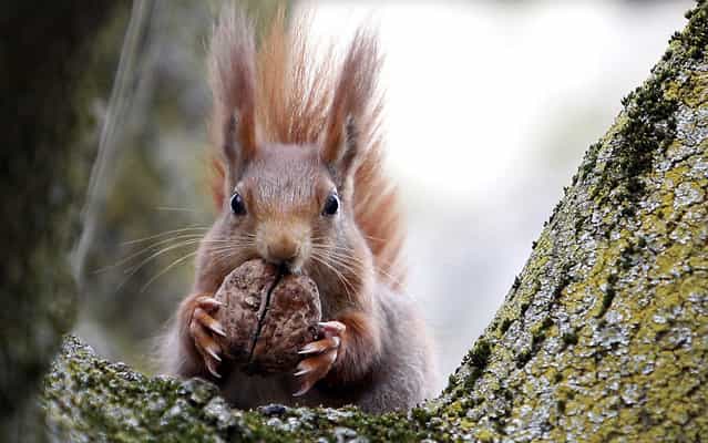A red squirrel sits in a tree as it holds a walnut in Frankfurt's city centre April 19, 2013. (Photo by Lisi Niesner/Reuters)