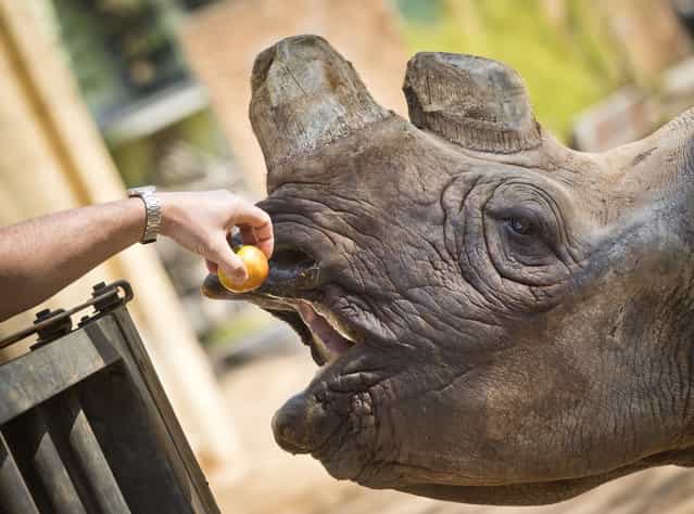 Black rhino Tororo gets an apple from her keeper on April 18, 2013 at the Zoo in Frankfurt am Main, western Germany. (Photo by Frank Rumpenhorst)