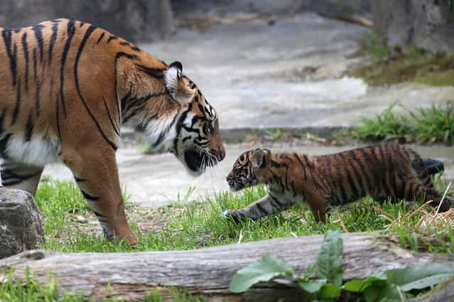 A two-month-old Sumatran tiger cub plays with its mother, Leanne, in their enclosure at the San Francisco Zoo on April 13, 2013 in San Francisco, California. The san Francisco Zoo introduced a two-month-old Sumatran tiger cub to the public for the first time since it was born. (Photo by Justin Sullivan)