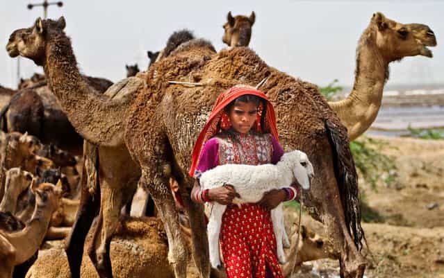 A girl carries a lamb as she walks past herds of camels on a highway in the Kutch district of Gujarat state, India, on April 17, 2013. (Photo by Ajit Solanki/Associated Press)