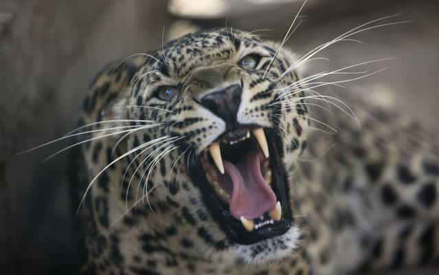 Leopard roars inside his enclosure at the wildlife park in Jammu, India, on April 18, 2013. (Photo by Channi Anand/AP Photo)