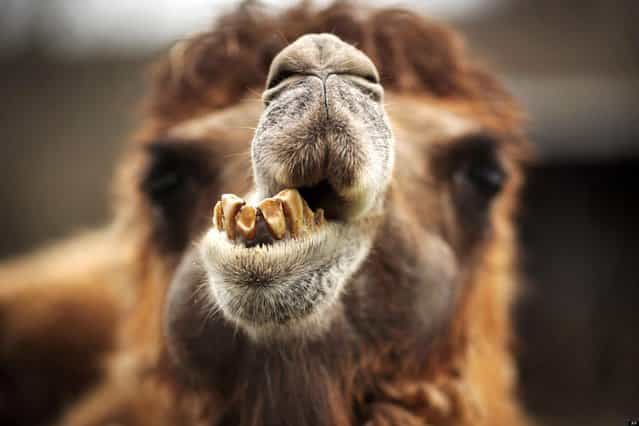 A Bactrian camel waits in its enclosure in the Opel Zoo, in Kronberg, near Frankfurt, central Germany, Sunday April 14, 2013. (Photo by Fredrik Von Erichsen/AP Photo/Dpa)