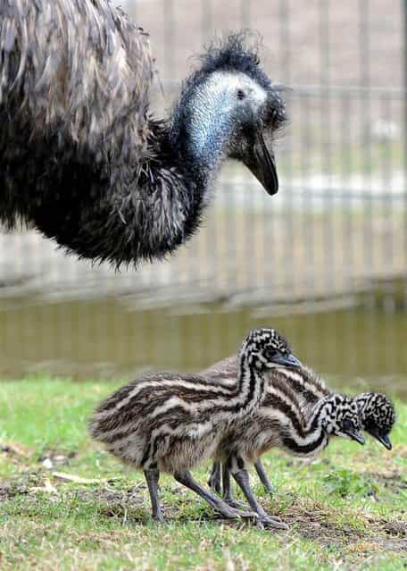 Emu chicks walk through their compound at the Zoological Garden in Berlin, Germany, on April 16, 2013. (Photo by Britta Pedersen/AFP Photo)