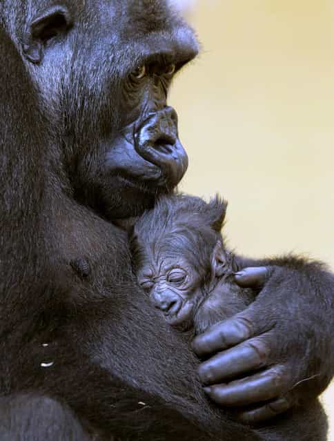 The gorilla [Moja] holds his baby after his birth at the Nature Park of Cabarceno in Cantabria, northern of Spain, April 16, 2013. This is the second gorilla that is born in this natural reserve. (Photo by Esteban Cobo/EPA)