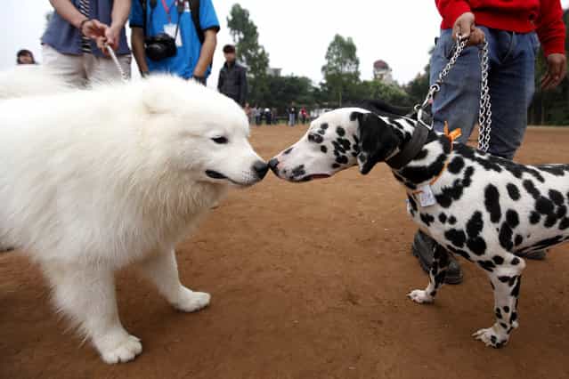 Dogs attend a dog show in Hanoi, Vietnam, on April 14, 2013. The show took place at Dinh Cong stadium in Hanoi. (Photo by Luong Thai Linh/EPA)