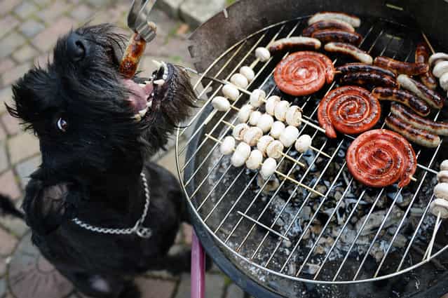 Dog [Chili] gets a grilled sausage during the first barbecue of this spring in Busbach, southern Germany, on April 14, 2013. Temperatures in parts of the country reached 20 degrees Celsius and even more. (Photo by David Ebener/AFP Photo)