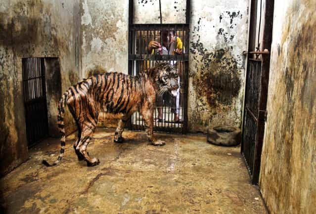 A keeper tries to feed Melanie, a 15-year-old female Sumatran tiger that has been suffering from digestive disorder for five years at Surabaya Zoo in Surabaya, Indonesia, on April 15, 2013. An official says Melanie is in critical condition at Indonesia's largest and problem-plagued zoo and may have to be euthanized (Photo by Associated Press)
