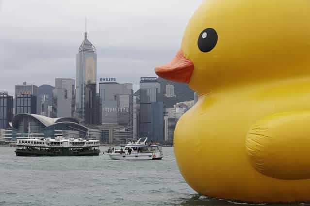 Dutch conceptual artist, Florentijin Hofman's Floating duck sculpture called [Spreading Joy Around the World], is moved into Victoria Harbour on May 2, 2013 in Hong Kong. The [Rubber Duck], which is 16.5 meters high, will be in Hong Kong from May 2 to June 9. Since 2007, [Rubber Duck] has been traveling to 10 countries and 12 cities. (Photo by Jessica Hromas/Getty Images)