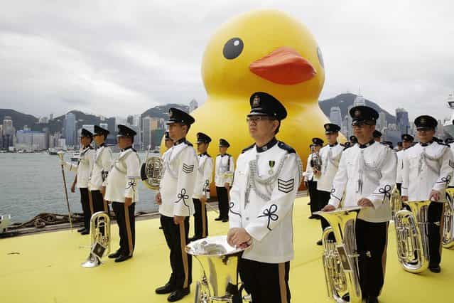 Dutch conceptual artist, Florentijin Hofman's Floating duck sculpture called [Spreading Joy Around the World], is given a welcome ceremony by the Hong Kong Police band as it is moved to the South Side of Ocean Terminal, Victoria Harbour, on May 2, 2013 in Hong Kong. (Photo by Jessica Hromas/Getty Images)