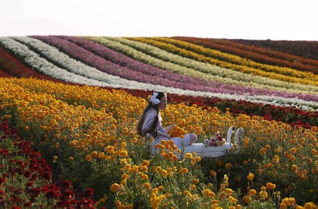 An Israeli girl sits on a stool in a buttercup plantation, near the southern town of Kiryat Gat April 30, 2013. (Photo by Baz Ratner/Reuters)