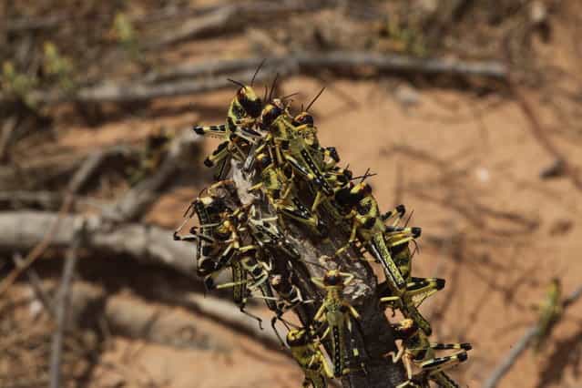 Billions of newly hatched locusts are spreading throughout Israel's South. (Photo by Eliahu Hershkovitz/Haaretz)