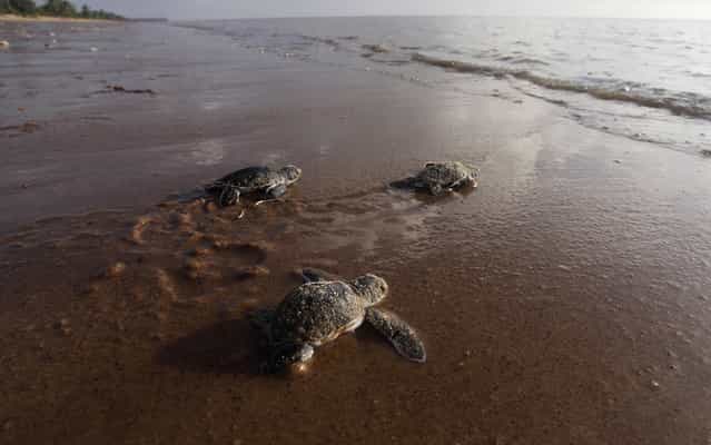 Baby green sea turtles, known locally as the krape, crawl to the water from their nest on Babunsanti Beach in the Galibi nature reserve situated on the eastern edge of the Marowijne River estuary, May 6, 2013. Apart from natural threats from vultures, sand crabs and jaguars, game wardens also consider poachers to be a major danger to the survival of this endangered species of turtle as they steal their eggs to sell for consumption in the cities. (Photo by Ranu Abhelakh/Reuters)