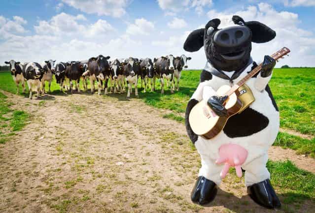 Undated handout photo issued by Mischief PR of a field of unsuspecting British cows being treated to an exclusive performance of the Ben & Jerry's Moosical by famous brand mascot Woody ahead of the performance being brought to the London stage this week. The Moosical marks 35 years since the launch of Ben & Jerry's, and stars improvisational genius Abandoman and comedian Lloyd Griffiths to bring the history of the brand to life through dance and freestyle rapping. Issue date: Tuesday May 7, 2013. (Photo by Mischief PR/PA Wire)