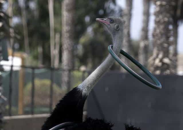 An ostrich catches a ring with its neck during a show with ostriches and hawks, held to mark International Day of Migratory Birds at the Parque de las Leyendas Zoo in Lima May 9, 2013. The Zoo houses herons, swans, geese, ducks and parrots among other birds, and trains other animals such as sealions and penguins. (Photo by Mariana Bazo/Reuters)