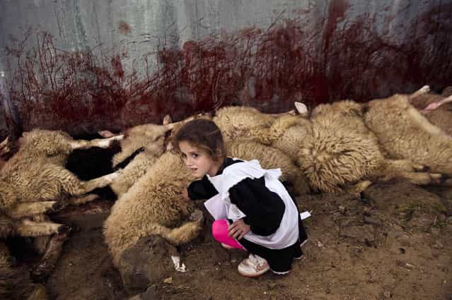 A child touches a slaughtered sheep in the village of Babaj Bokes on May 6, 2013 during the celebration of the traditional feast of Saint George's Day, which is observed by several nations, kingdoms, countries, and cities of which Saint George is the patron saint. (Photo by Armend Nimani/AFP Photo)