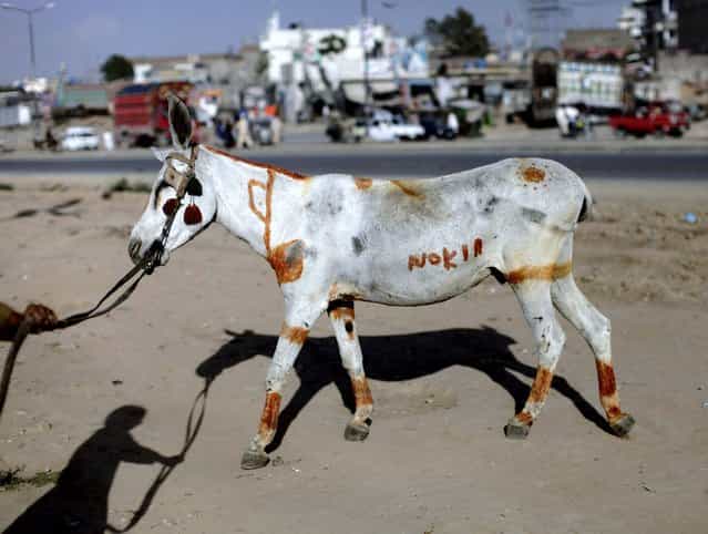 Pakistani, Khairullah Juma, 13, his shadow cast on the ground, walks his painted donkey to a whole sale fruit and vegetable market hoping to rent it, on the outskirts of Islamabad, Pakistan, Thursday, May 9, 2013. Khairullah, painted his donkey to make it beautiful and attract customers. (Photo by Muhammed Muheisen/AP Photo)