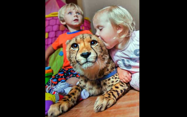 Tiny one-year-old Kayla and her brother, three-year-old Malan, have formed an extraordinary bond with the two creatures after growing up cheetahs, Wakuu and Skyla, in their home in South Africa, on May 8, 2013. (Photo by Fiona Ayerst/Africa Media/Caters News)