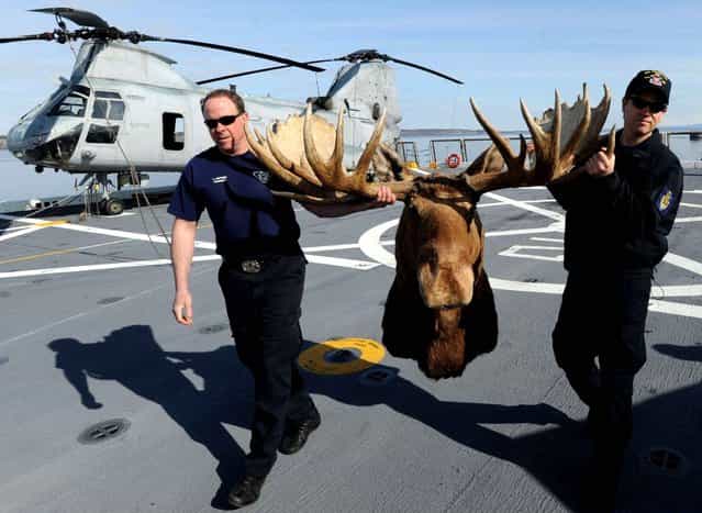Lex Patten, left, carries a bull moose shoulder mount with a rack measuring 64.5 inches with the help of Cory Purcell, that he donated to the USS Anchorage on Monday, May 6, 2013. Patten also donated a Dall sheep shoulder mount to the submarine USS Alaska during its commissioning in 1986. Patten's father Allen Patten, and five of his brothers survived the attack on Pearl Harbor while aboard the USS Nevada, and the brothers later survived the attack on the aircraft carrier USS Lexington during the Battle of the Coral Sea. (Photo by Bill Roth/Anchorage Daily News)