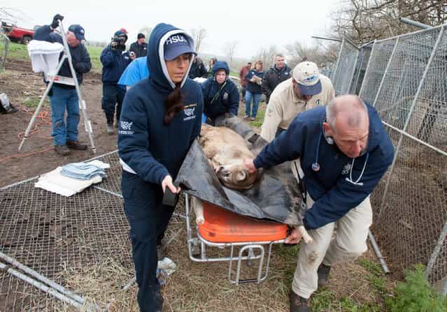 In this May 6, 2013, photo provided by the Humane Society of the United States staff members of the HSUS and the Kansas City Zoo move a sedated mountain lion from a menagerie of wild cats in Atchison, Kan. Authorities said one tiger, two cougars, three bobcats, two lynx, one serval and two skunks, living in inadequate enclosures and were infrequently fed, were seized and a man is in custody. (Photo by Kathy Milani/AP Photo/HSUS)