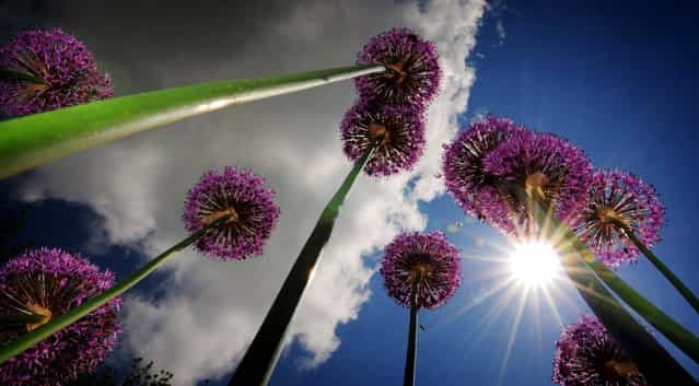 Puffs of clouds drift over a group of Allium blooms in Salina, Kansas, on May 16, 2013. (Photo by Tom Dorsey/The Salina Journal)