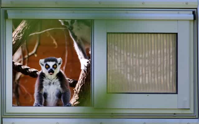 Lemur observes the new open area destined to the species in the Zoo of Rostock in northeastern Germany, on May 15, 2013. The area was inaugurated on Wednesday. (Photo by Bernd Wustneck/DPA/AFP Photo)