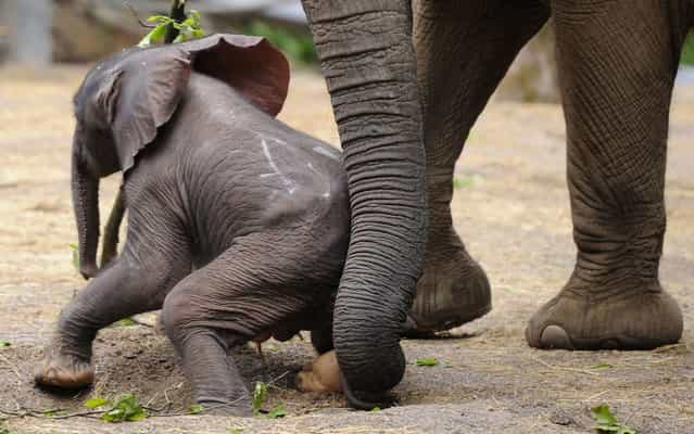 Baby elephant [Moyo] stands next to his mother [Sabie] during his first outing at the Zoo in Wuppertal, western Germany, on May 15, 2013. [Moyo] was born on May 13, 2013 at the Zoo. (Photo by Marius Becker/AFP Photo)