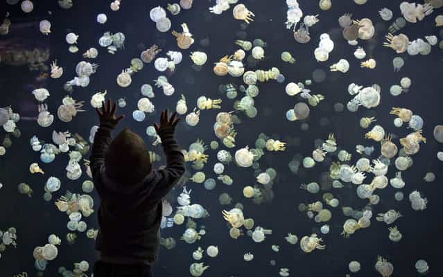 A child watches jellyfish swim in a large tank at the Vancouver Aquarium in Vancouver, British Columbia May 16, 2013. The tank contains around 2,000 spotted jellyfish and is part of a major display of 15 various species from around the world. (Photo by Andy Clark/Reuters)