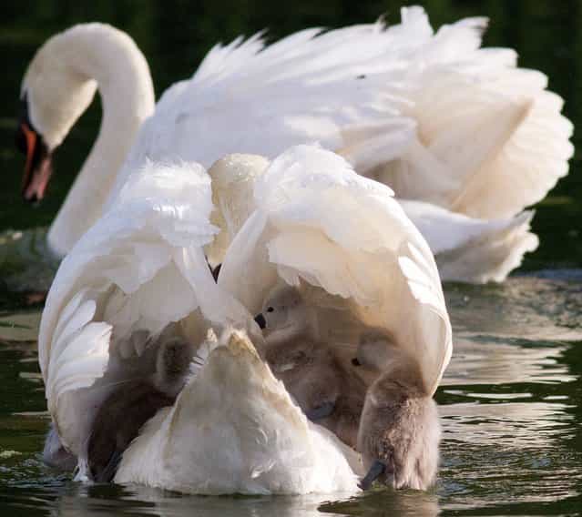 Swan attacks and kills baby Swans in Tymon park Tallagh Dublin Ireland on May 14th 2013. (Photo by Paul Hughes)