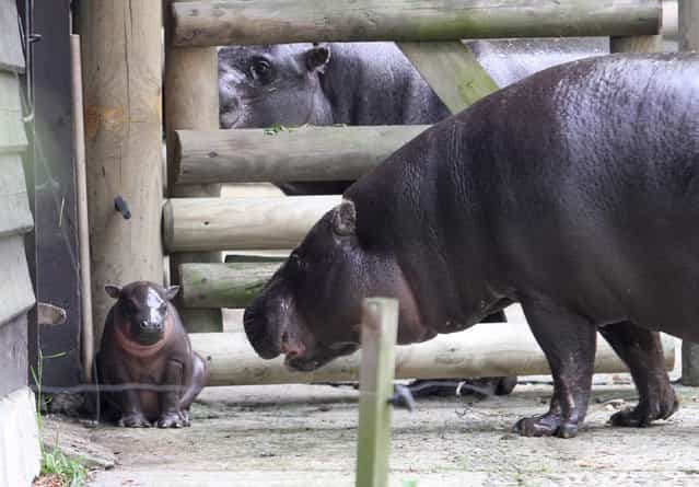 A pygmy hippopotamus keeps a watchful eye on her 4-week-old baby as she makes her public debut at the Kracow Zoo on May 10, 2013. The hippo was born April 16th and is the fifth one to be born this year in Europe. (Photo by Jacek Bednarczyk/EPA)