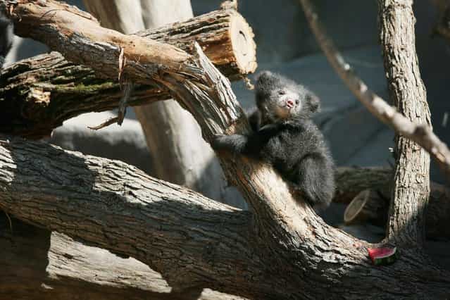 A sloth bear cub explores its enclosure at the Brookfield Zoo on May 10 in Brookfield, Illinois. The cub is one of two born on January 20 to their 10-year-old mother [Hani]. The cubs, which were making their public debut, were the first successful sloth bear births at the Zoo. (Photo by Scott Olson/Getty Images)