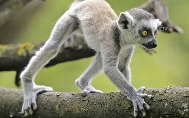 Seven weeks old ring-tailed lemur (Lemur catta) in the Zoo in Erfurt, central Germany, Friday, May 17, 2013. (Photo by Jens Meyer/AP Photo)