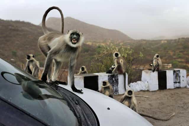In this photo taken Sunday, May 12, 2013, a wild gray langur monkey scowls as it jumps on a car at a rest stop on a road near Leela, in the state of Rajasthan, India. (Photo by Kevin Frayer/AP Photo)