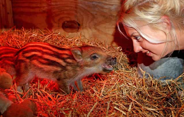 Jo Shirley, a keeper at Whipsnade Zoo in Bedfordshire, UK, alongside three wild boar piglets, May 15, 2013. The four week old sisters, Dotty, Hettie and Gertie, were taken into the care when they were just a few days old after their mum had an extra large litter and was unable to give them the attention they needed. Keeper Jo Shirley looks after the tiny triplets day and night, feeding them around the clock. (Photo by Chris Radburn/PA Wire)