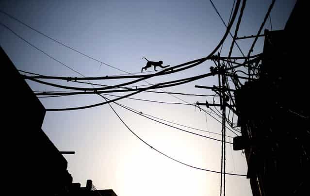 A monkey scrambles across electric wires to cross from one side of a busy road to the other in New Delhi, on May 13, 2013. (Photo by Saurabh Das/Associated Press)