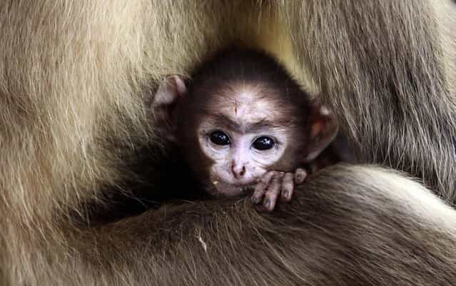 A langur baby looks out resting in the lap of its mother at the Khandagiri cave hills in the eastern Indian city of Bhubaneswar, India, Thursday, May 16, 2013. (Photo by Biswaranjan Rout/AP Photo)