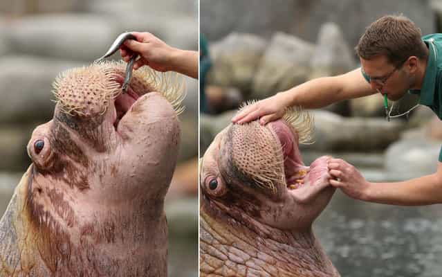 A walrus is fed with fish by a zookeeper during a baby animals inventory at the Hagenbeck Zoo in Hamburg, Germany, on May 16, 2013. (Photo by Joern Pollex/Getty Images)