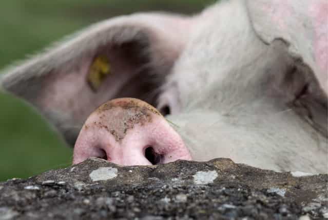 A pig sniffs around as it appears to enjoy going out and plough through a pasture in Igis, Switzerland, 11 May 2013. (Photo by Arno Balzarini/EPA)