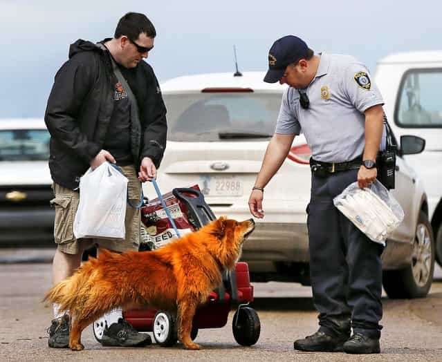 Stephen Peterson's dog, Chewbacca, sniffs the hand of Oklahoma City police Sgt. Shawn Byrne after Byrne gave Peterson a pair of gloves along on Tuesday. Peterson was walking from his home in Moore with a wagon of things he was able to salvage. (Photo by Nate Billings/The Oklahoman)