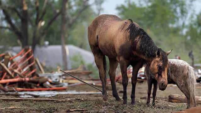 Injured horses huddle together in Oklahoma City on Monday. (Photo by Chris Landsberger/The Oklahoman)