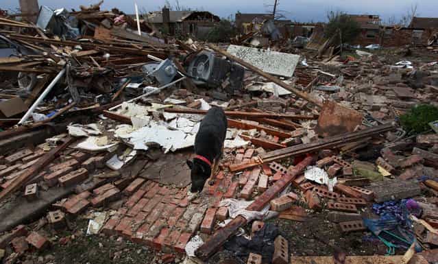 A dog scavenges for food in Moore on Tuesday. (Photo by Brennan Linsley/Associated Press)