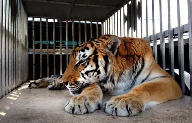 Ty is rests in an enclosure. (Photo by James Judge/Courtesy BluePearl Veterinary Partners)