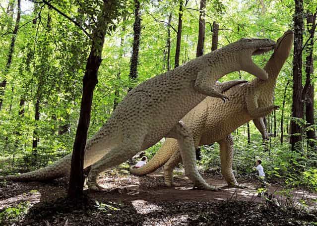Children play besides the dinosaurmock-ups of an Antrodemus and Camptosaurus at the Dinosaur Park in Kleinwelka, near Bautzen, Germany, on May 19, 2013. More than 200 life-sized dinosaur sculptures are displayed at the park. (Photo by Jens Meyer/Associated Press)