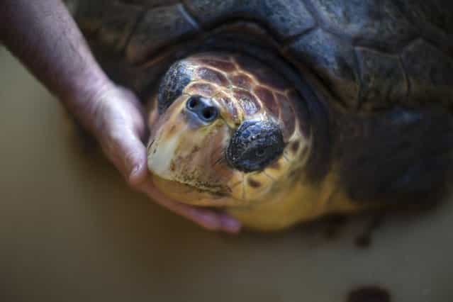 A Loggerhead sea turtle named Gal Handless is moved into a large case at the rescue center for sea turtles as it is transferred to the Istanbul Aquarium on May 29, 2013 in Michmoret, Israel. The turtle was rescued after losing her front fins when caught in a fishing net in 2004. She was rehabilitated at the rescue center but could not be returned back to the sea and now after 9 years she is being transferred to her new home at the Istanbul Aquarium in Turkey. (Photo by Uriel Sinai)