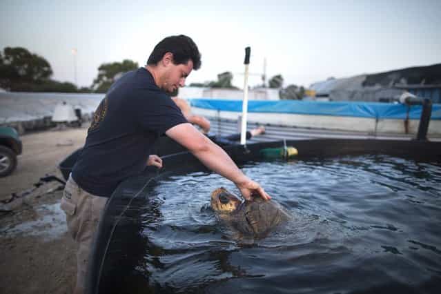 A Loggerhead sea turtle named Gal Handless is taken out of the water at the rescue center for sea turtles as it is transferred to the Istanbul Aquarium on May 29, 2013 in Michmoret, Israel. The turtle was rescued after losing her front fins when caught in a fishing net in 2004. She was rehabilitated at the rescue center but could not be returned back to the sea and now after 9 years she is being transferred to her new home at the Istanbul Aquarium in Turkey. (Photo by Uriel Sinai)