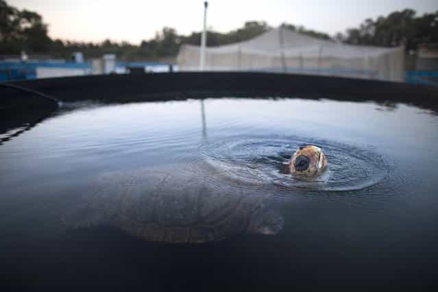 A Loggerhead sea turtle named Gal Handless swims in a water Tank at the rescue center for sea turtles before being transferred to the Istanbul Aquarium on May 29, 2013 in Michmoret, Israel. The turtle was rescued after losing her front fins when caught in a fishing net in 2004. She was rehabilitated at the rescue center but could not be returned back to the sea and now after 9 years she is being transferred to her new home at the Istanbul Aquarium in Turkey. (Photo by Uriel Sinai)